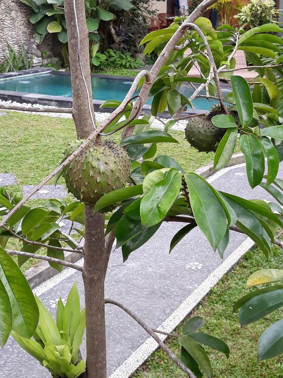 Umah Dangin Guest House Ubud  Luaran gambar