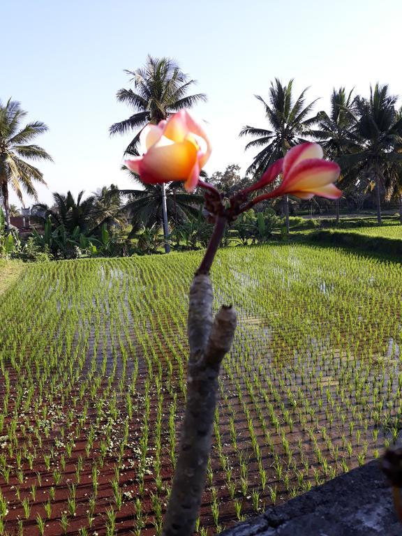 Umah Dangin Guest House Ubud  Luaran gambar