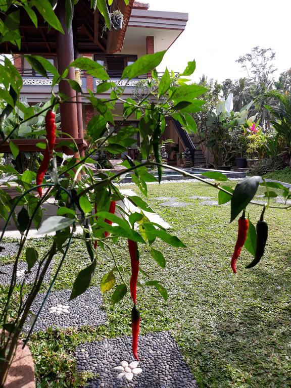 Umah Dangin Guest House Ubud  Luaran gambar