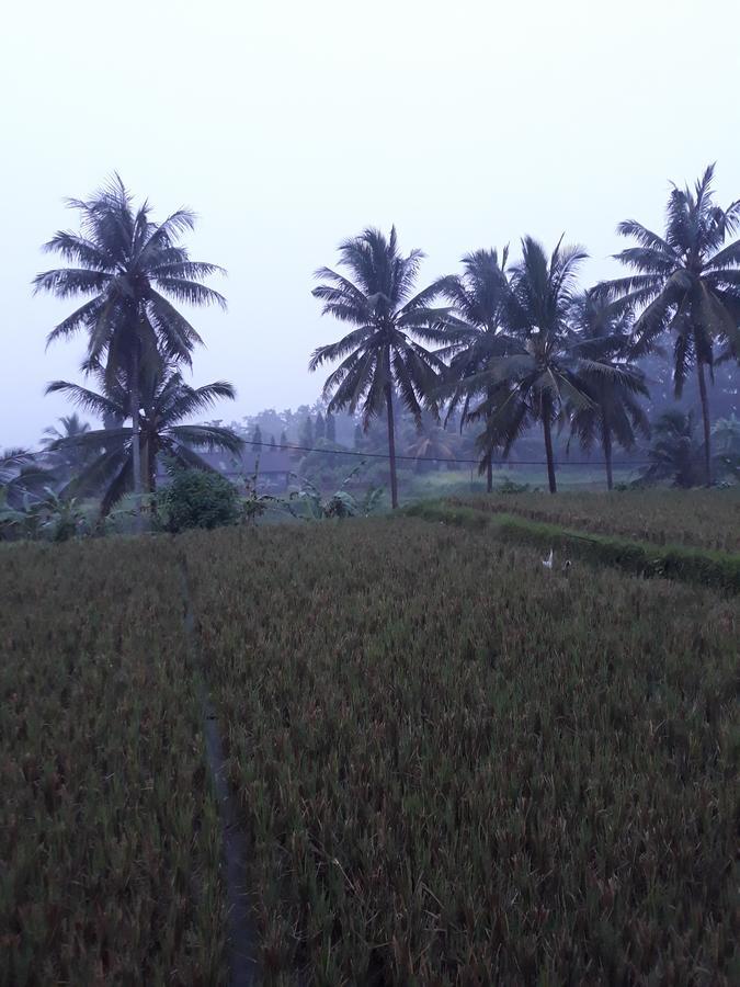 Umah Dangin Guest House Ubud  Luaran gambar